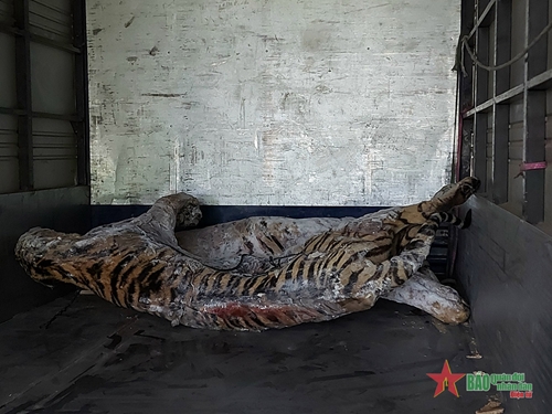 Chuyển giao xác 9 con hổ tại Nghệ An về Bảo tàng Thiên nhiên Việt Nam